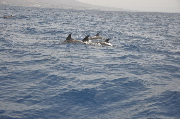 dolfijn- en walvisspotten